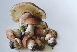 Which Mushrooms Are Useful For Impotence