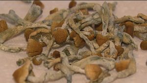 microdosing mushrooms Canada